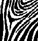 zebre